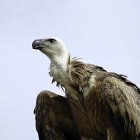  Griffen Vulture